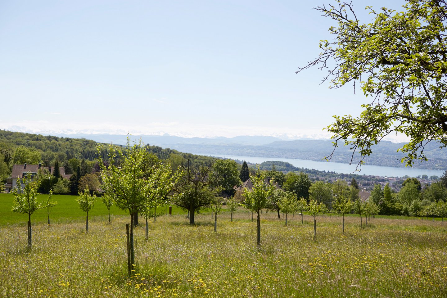 Foxtrail Ikarus Zrich Header 3