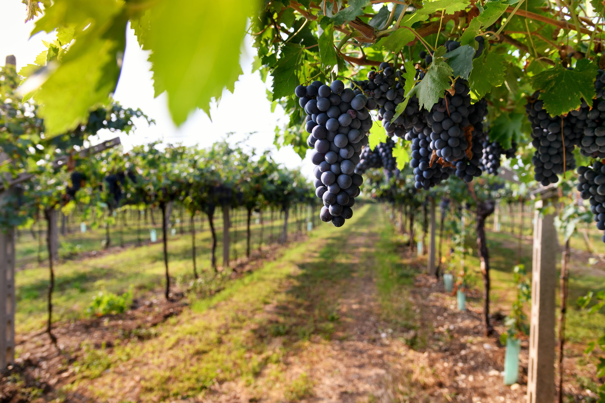 Bunches of ripe black grapes hanging on the vine iStock 1349097703 1