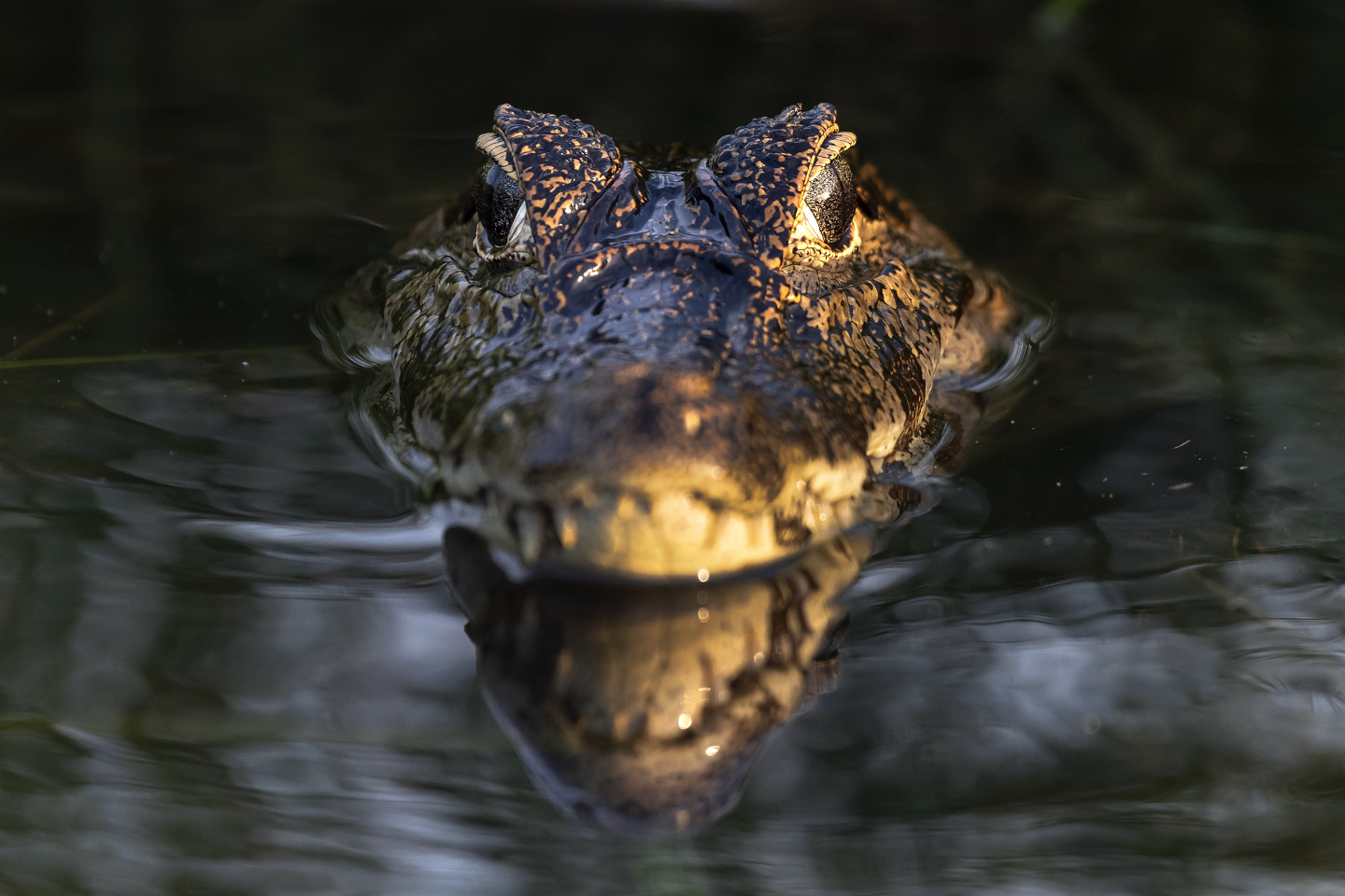 Caiman in the water. Front view. Dark background. The yacare caiman (Caiman yacare), also known commonly as the jacare caiman. Side view. Natrural habitat. Brazil. iStock 1368065639 3