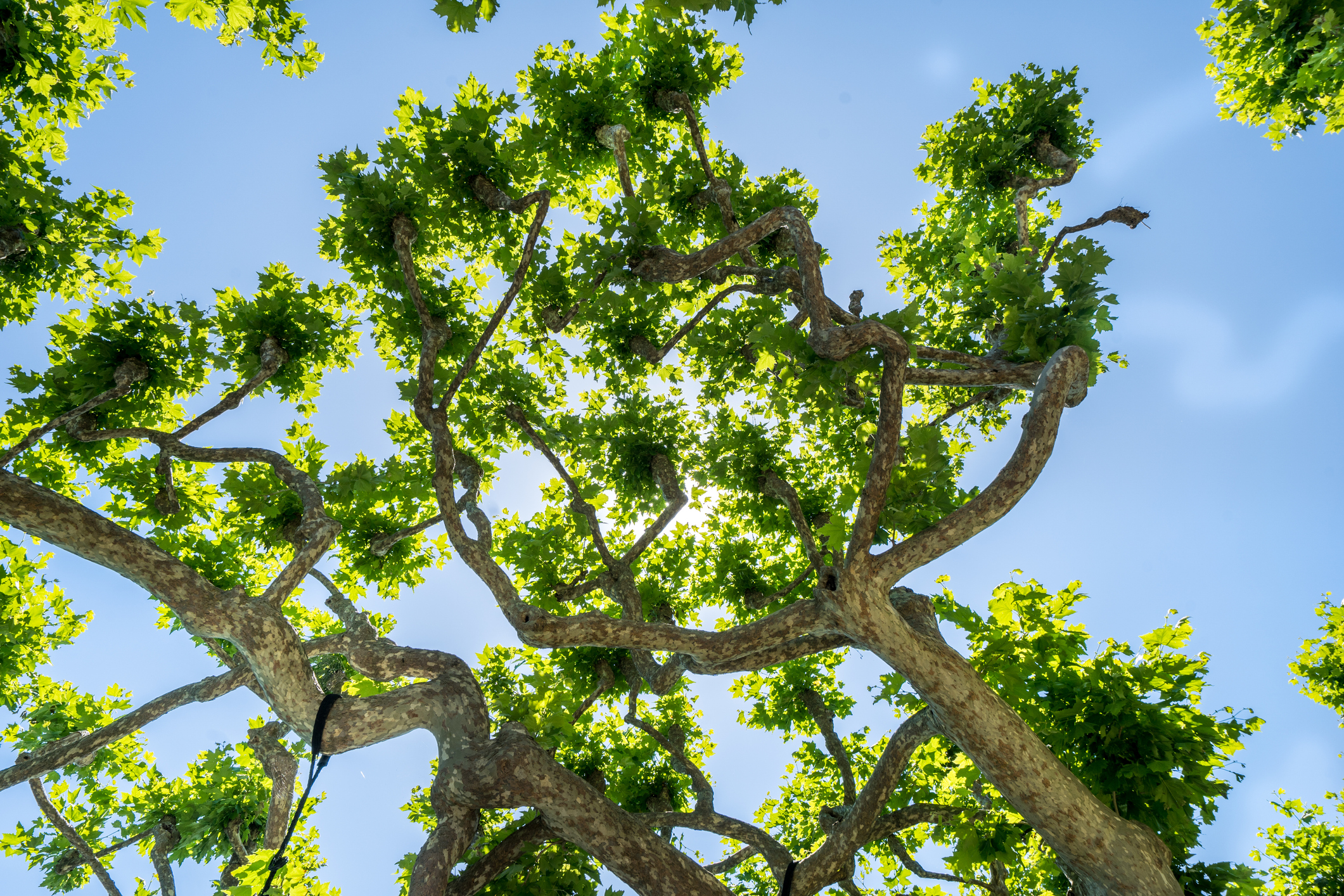Platanus on the blue sky background iStock 1496315560 1