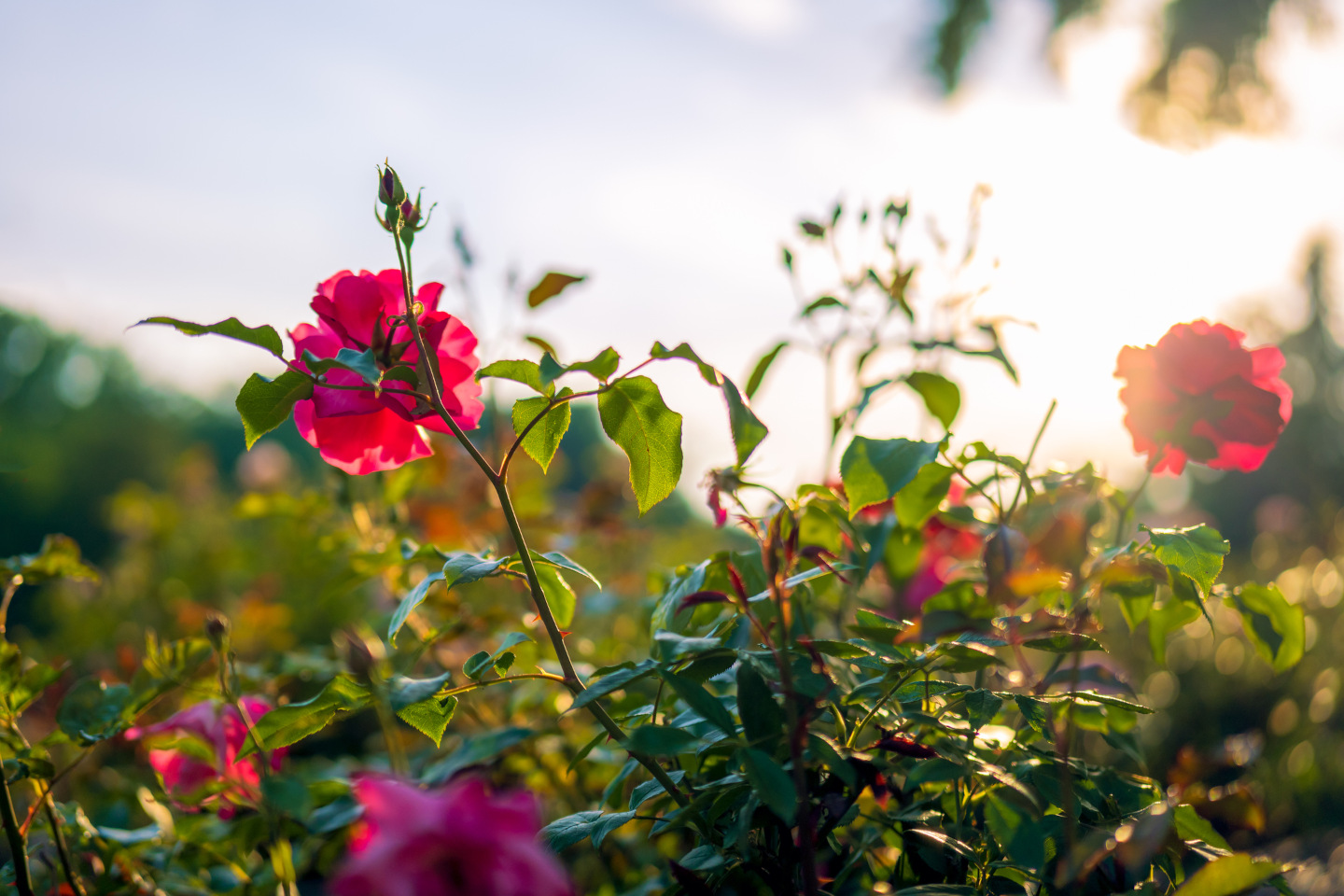 Beautiful pink roses in a rose garden lit by the setting sun iStock 1500591184