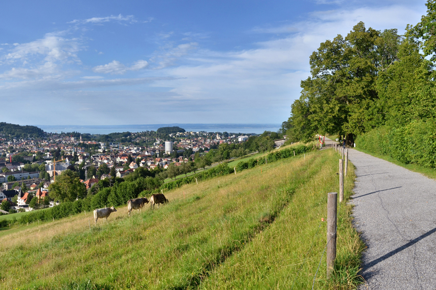 Foxtrail Gallus Stadt St Gallen Ostschweiz Drei Weieren Panorama 6
