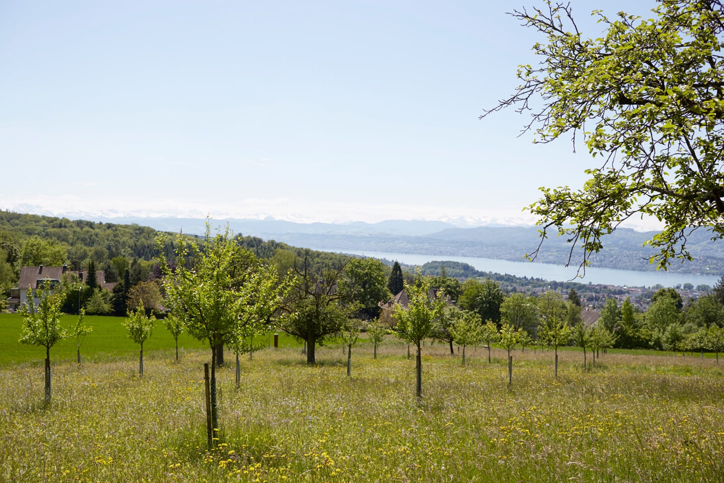 Foxtrail Ikarus Zrich Header 33