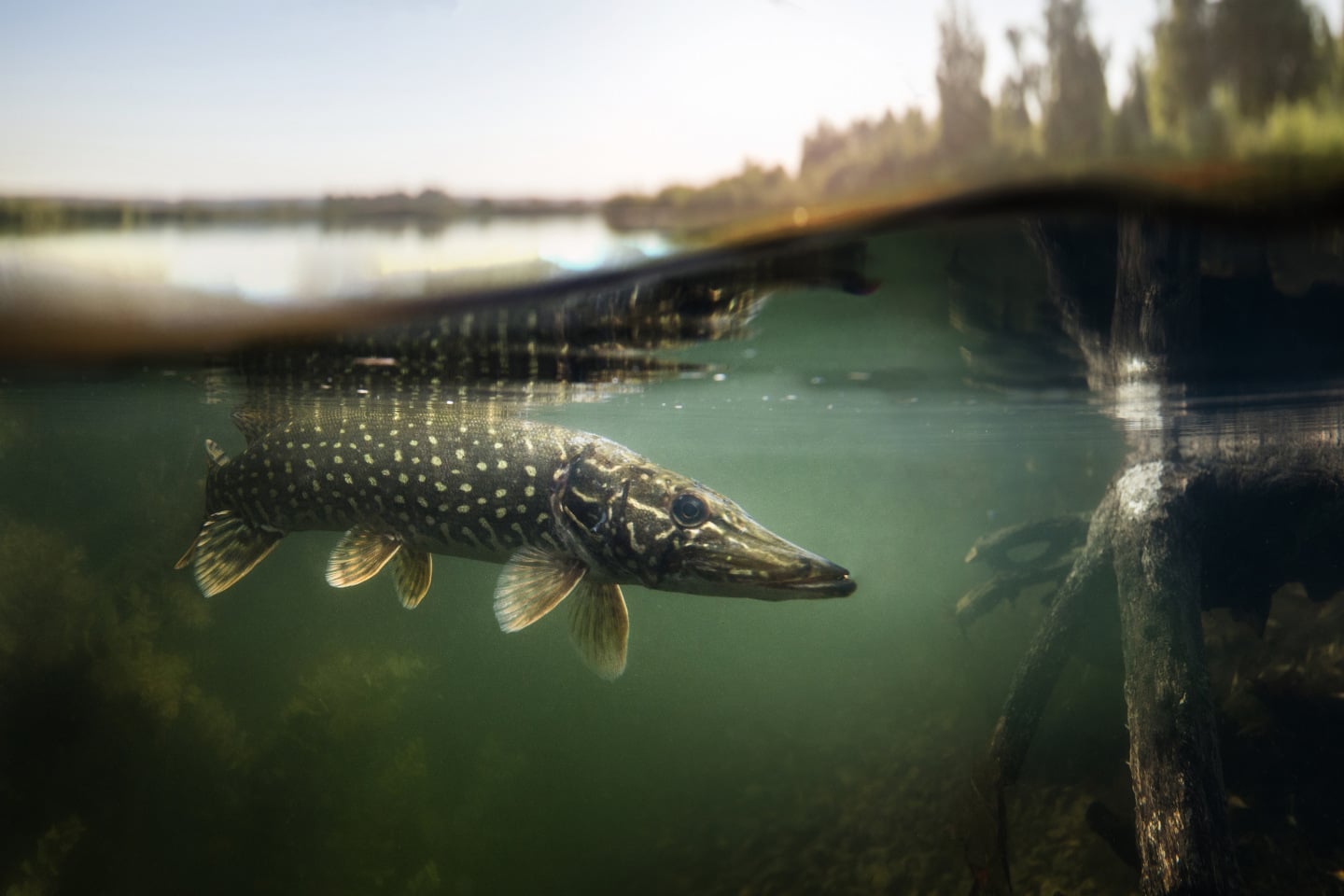 Fishing background. Underwater Pike predator. iStock 1209833162 25