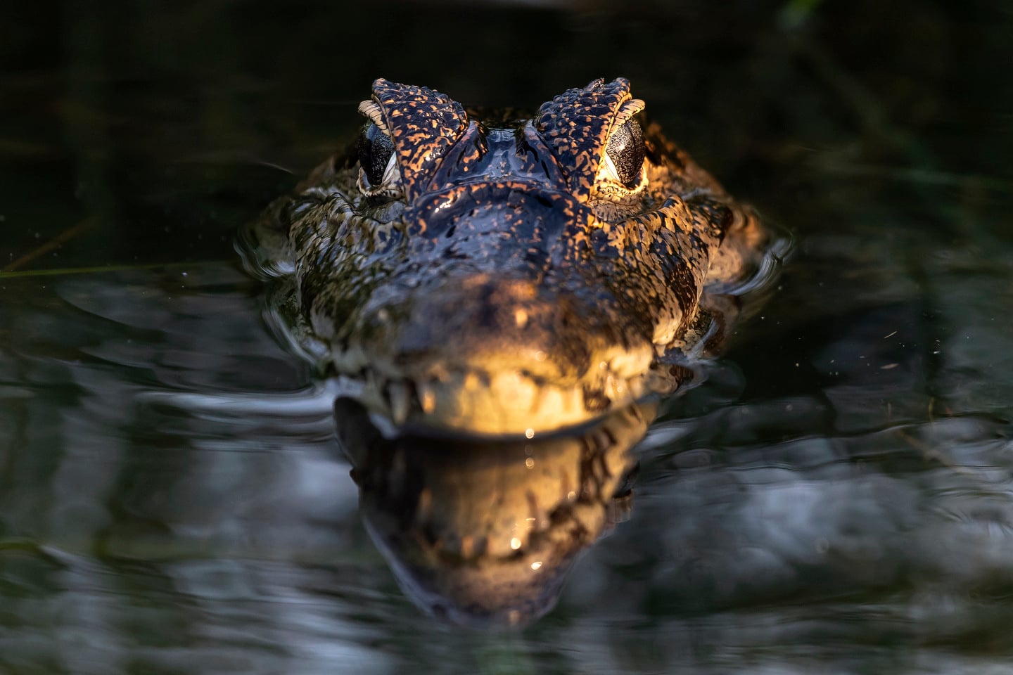 Caiman in the water. Front view. Dark background. The yacare caiman (Caiman yacare), also known commonly as the jacare caiman. Side view. Natrural habitat. Brazil. iStock 1368065639 25