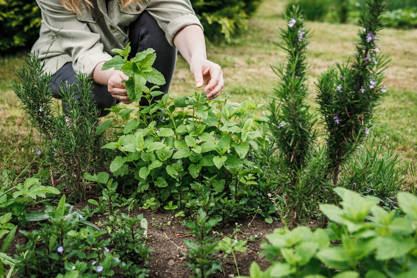 Woman picking lemon balm leaves from organic herb garden iStock 1492925886 25
