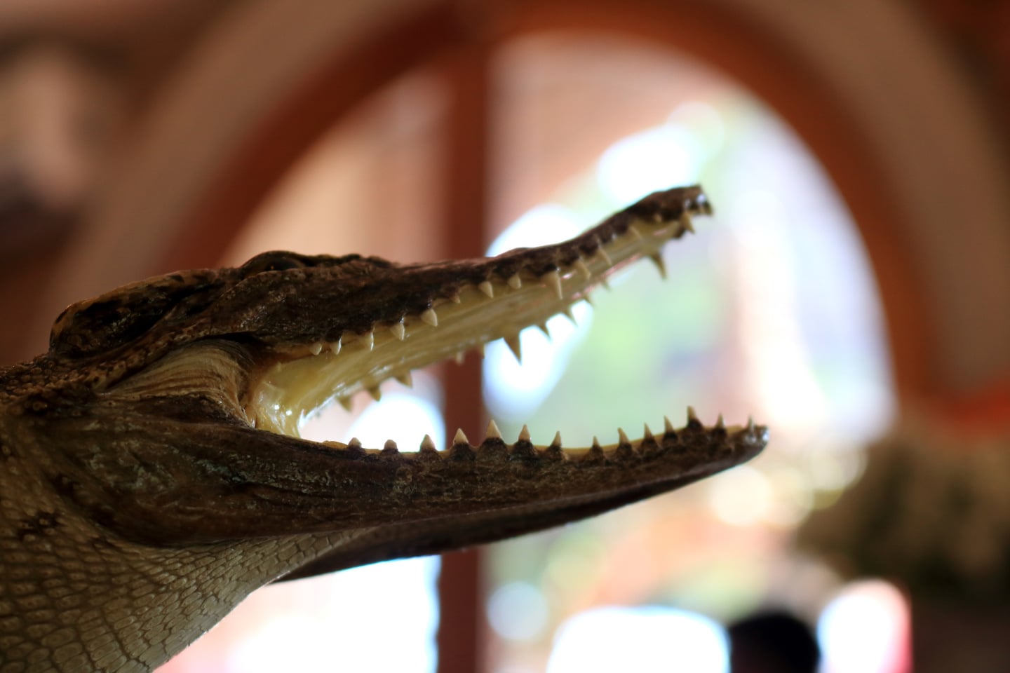 Stuffed crocodile's head. iStock 1616183474 23