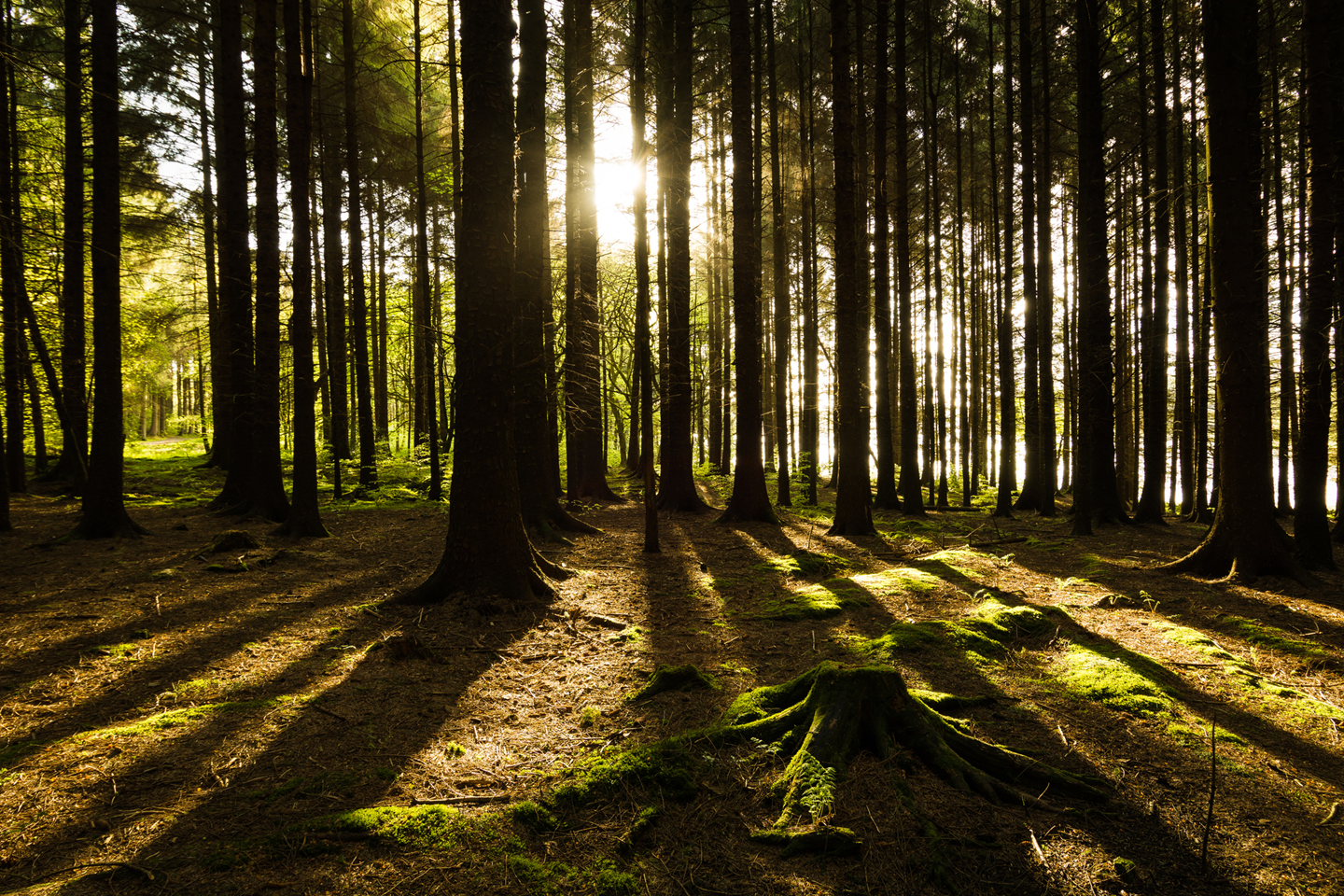 iStock 474687186 Copy 9